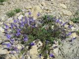 Veronica capsellicarpa