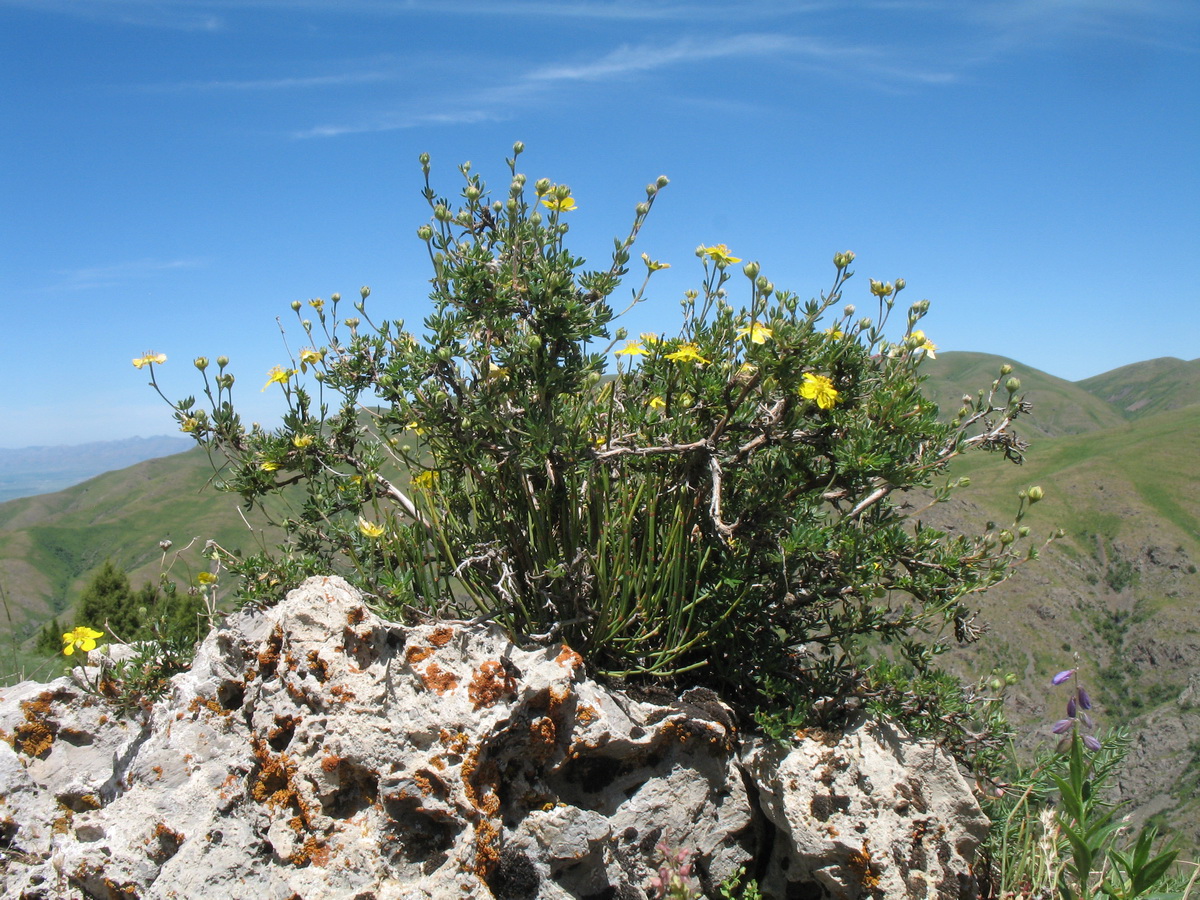 Image of Dasiphora parvifolia specimen.