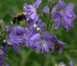 Polemonium caeruleum. Соцветие и питающиеся шмель и муха. Московская обл., Раменский р-н, окр. ж.-д. платформы Хрипань, просека под ЛЭП. 04.07.2017.