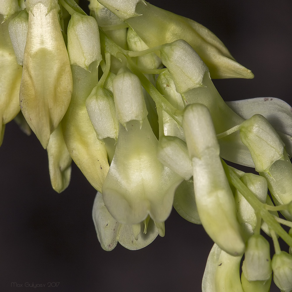 Изображение особи Vicia pisiformis.