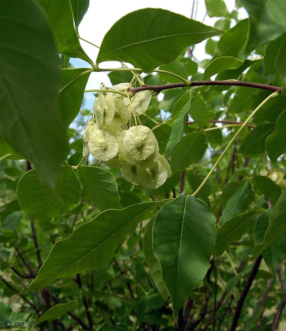 Image of Ptelea trifoliata specimen.