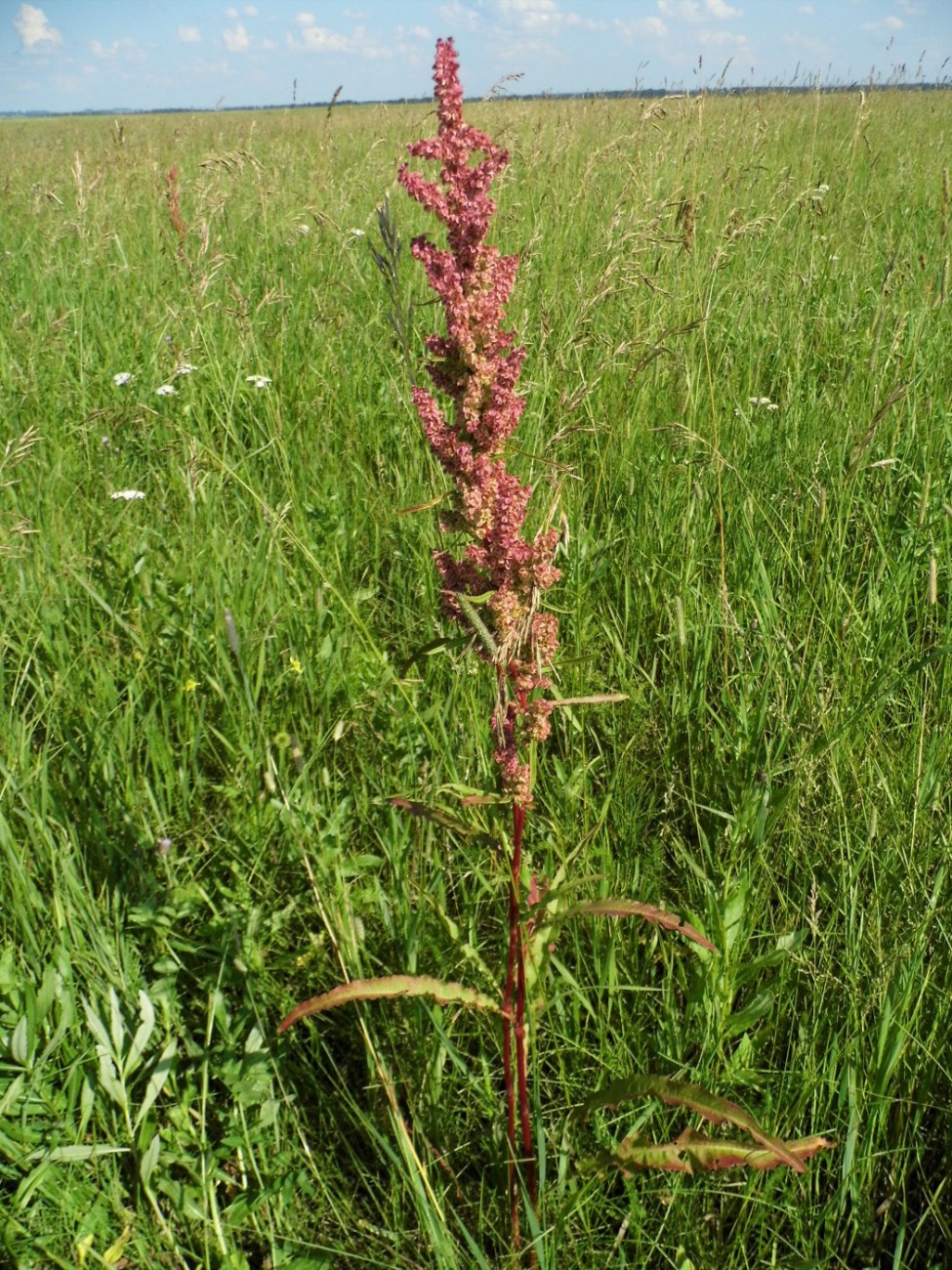 Изображение особи Rumex pseudonatronatus.