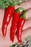 Capsicum annuum