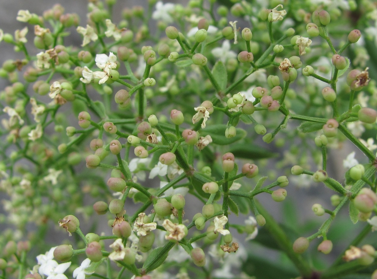 Image of Galium valantioides specimen.