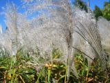 genus Miscanthus. Созревшие соплодия. Волгоград, пос. Металлургов, Региональный Ботсад, в культуре. 24.09.2015.