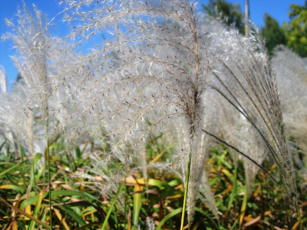 Image of genus Miscanthus specimen.