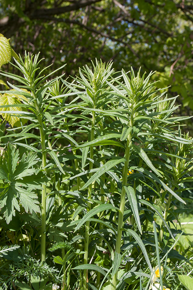 Image of Lithospermum officinale specimen.