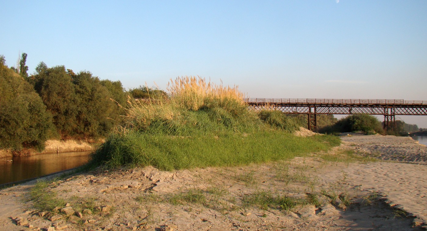 Изображение особи Calamagrostis pseudophragmites.