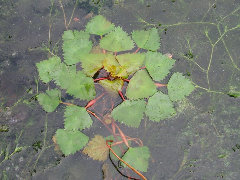 Image of Trapa borysthenica specimen.