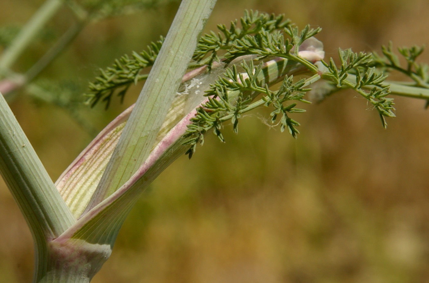 Изображение особи Astrodaucus littoralis.