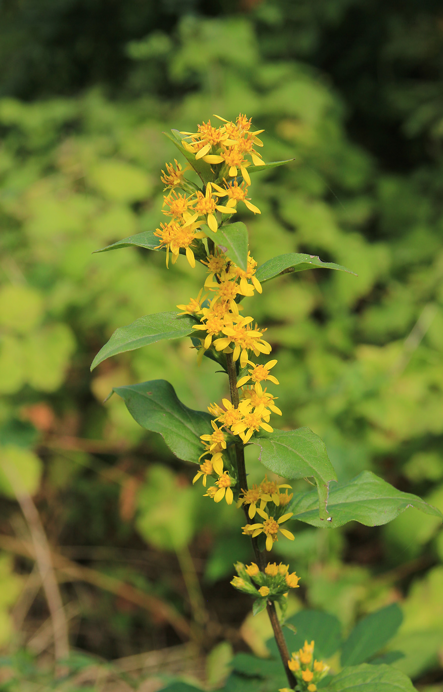 Image of Solidago virgaurea specimen.