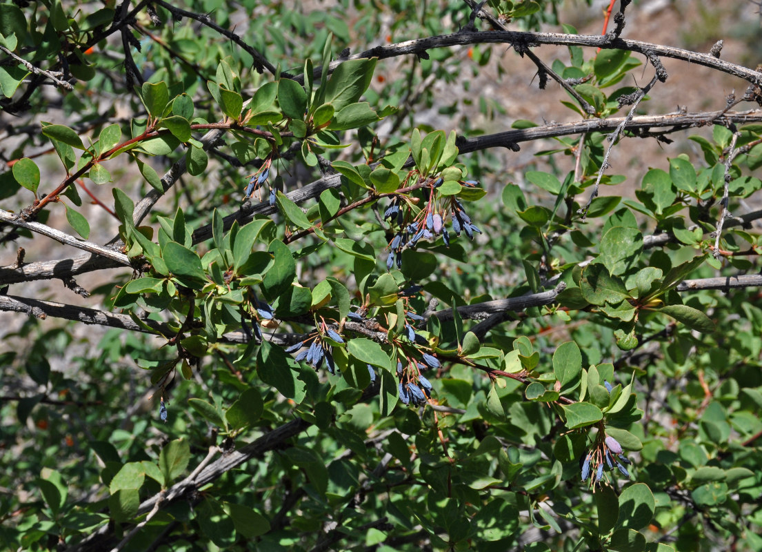 Изображение особи Berberis integerrima.