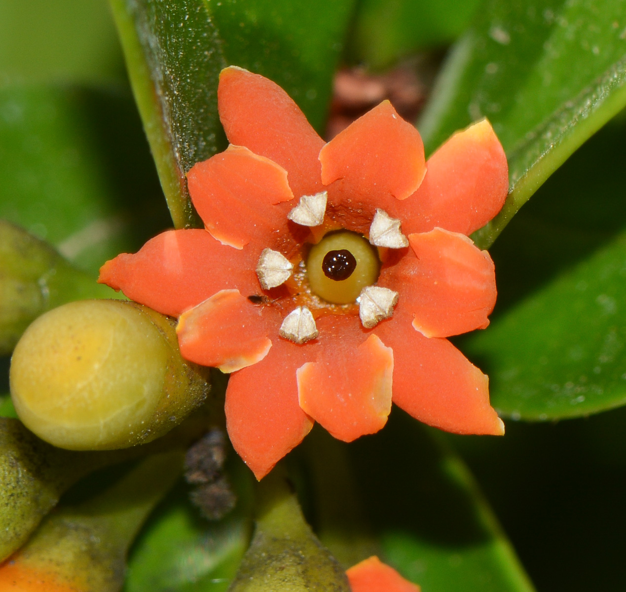 Image of Bonellia macrocarpa specimen.