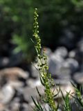 Artemisia dracunculus