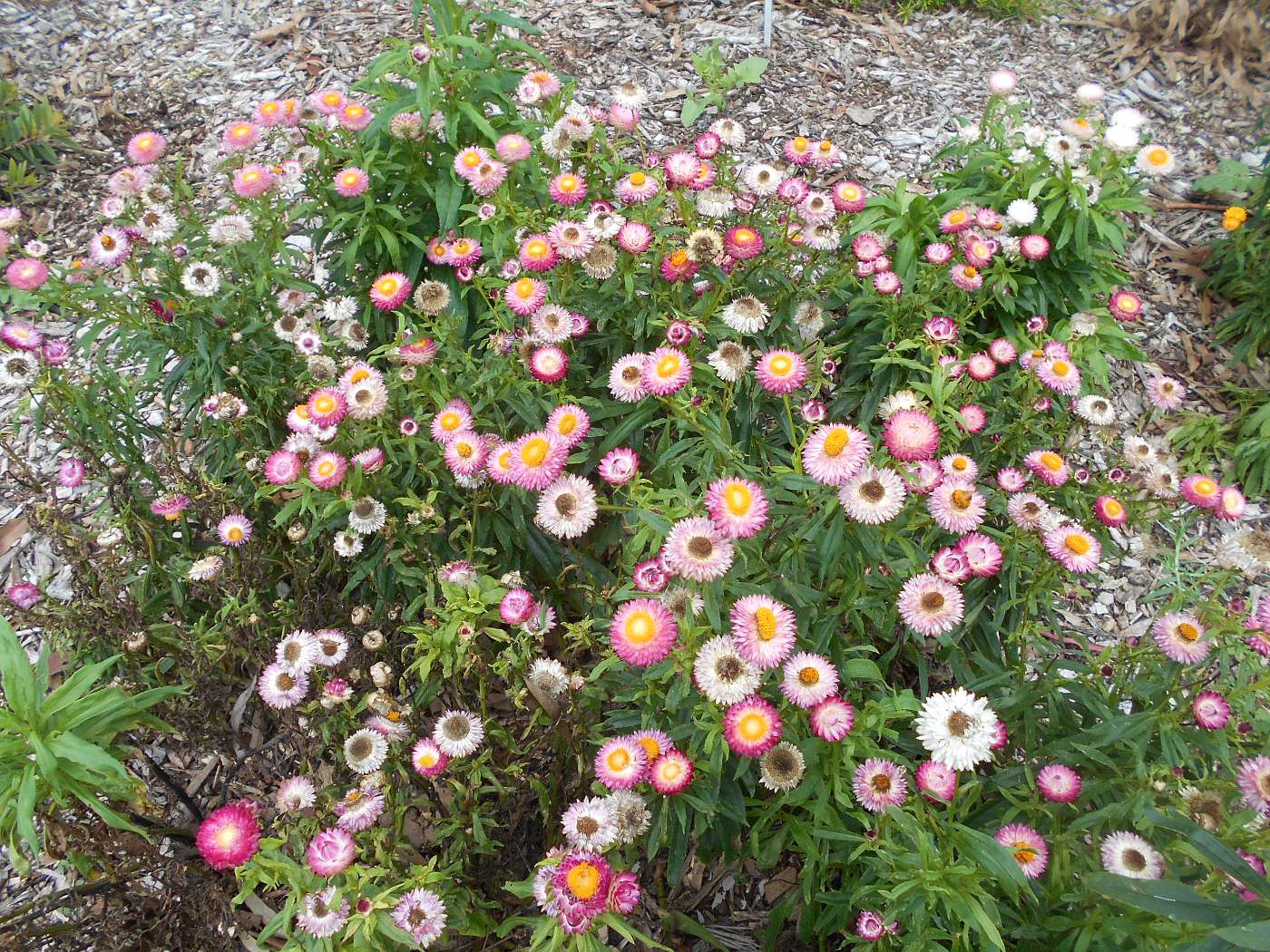 Изображение особи Xerochrysum bracteatum.