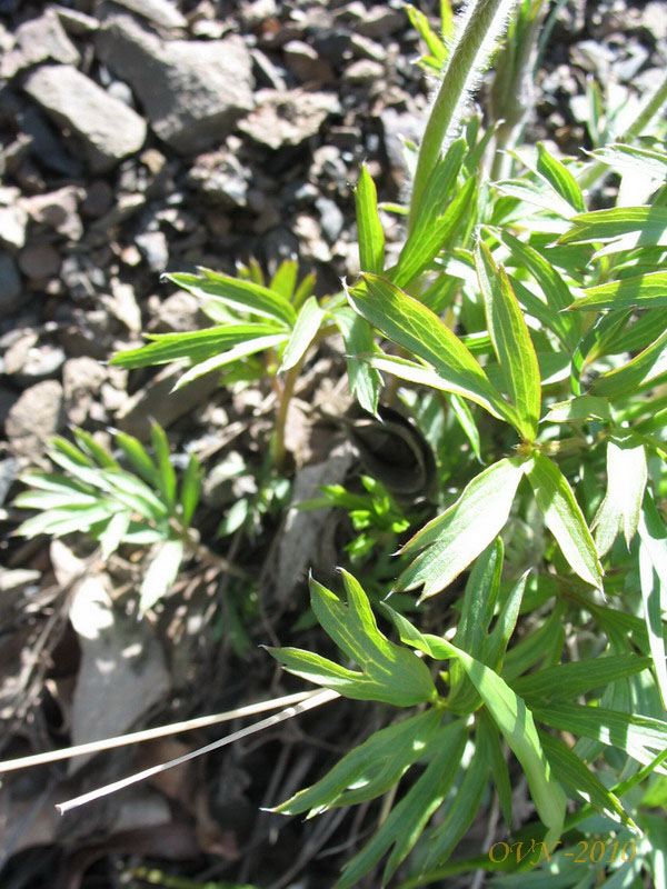 Image of Pulsatilla dahurica specimen.