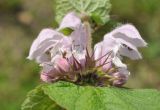 Lamium barbatum