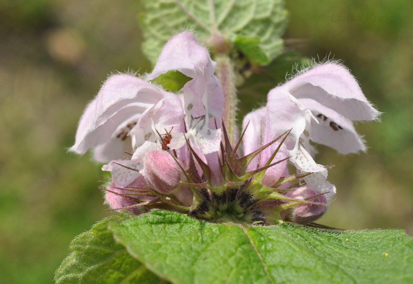 Image of Lamium barbatum specimen.