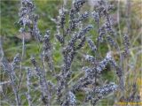 genus Artemisia. Верхушки плодоносящего растения. Украина, г. Николаев, Заводской р-н, парк \"Лески\", опушка соснового леса. 26.12.2017.