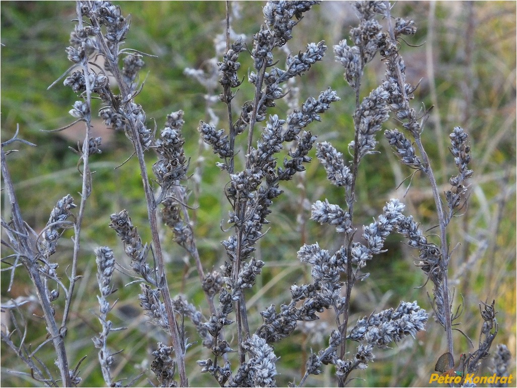 Image of genus Artemisia specimen.