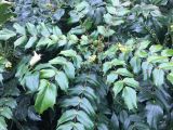 Mahonia bealei