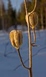 Lilium pilosiusculum. Часть высохшего соплодия с прошлогодними плодами. Башкортостан, Белорецкий р-н, склон хребта Инзерские Зубчатки, поляна в смешанном лесу. 1 января 2018 г.