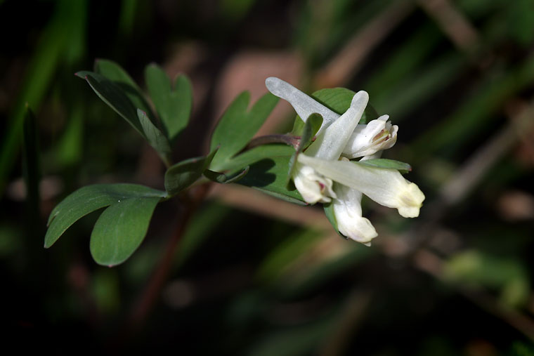 Image of Corydalis intermedia specimen.