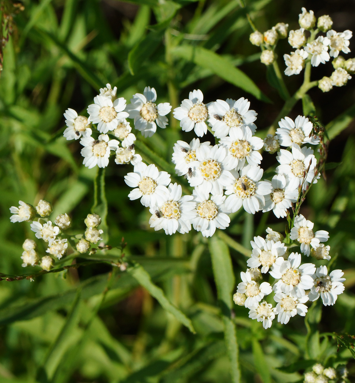 Изображение особи Achillea cartilaginea.