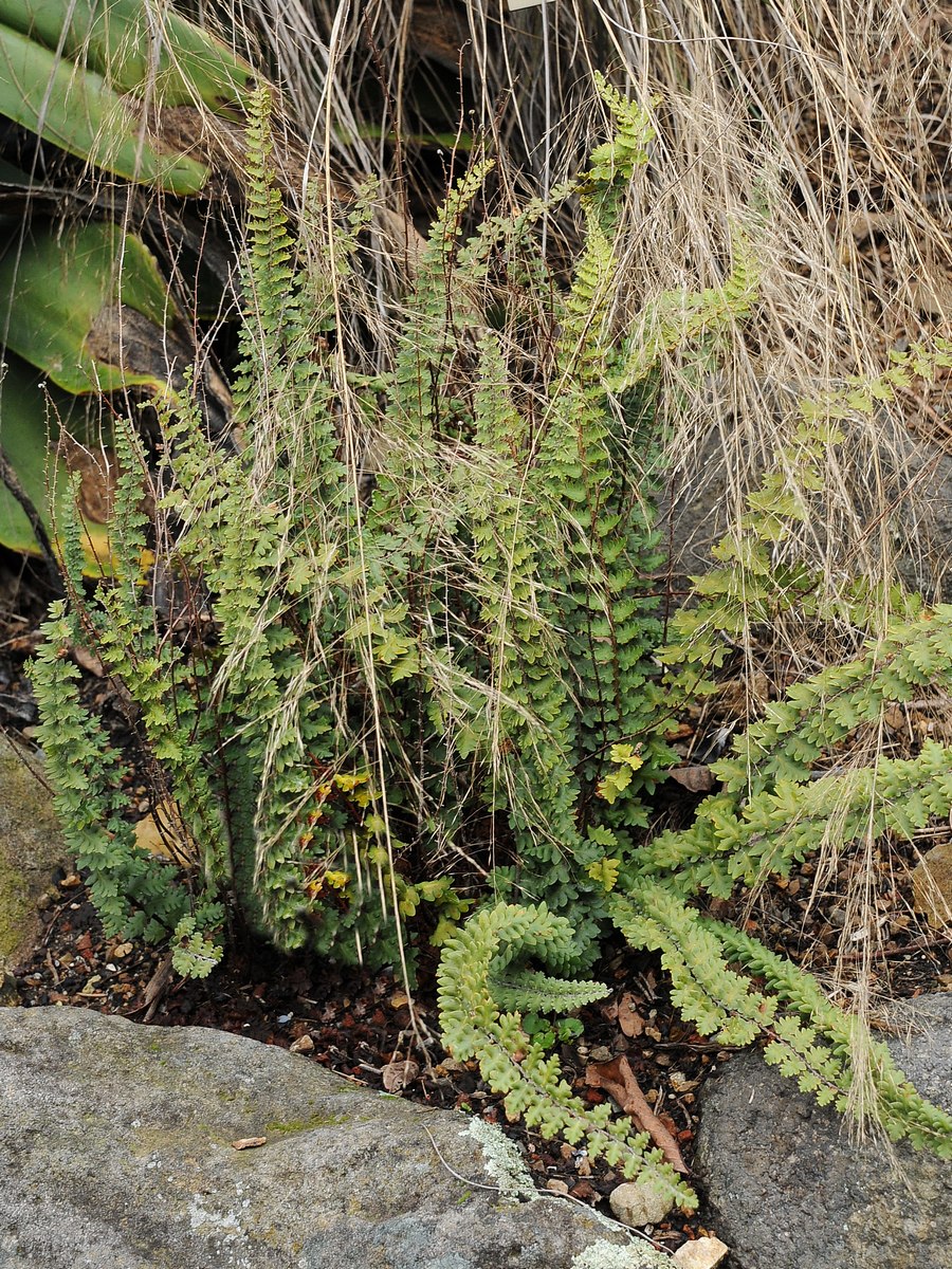 Изображение особи Astrolepis sinuata.