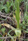 Anacamptis morio ssp. caucasica