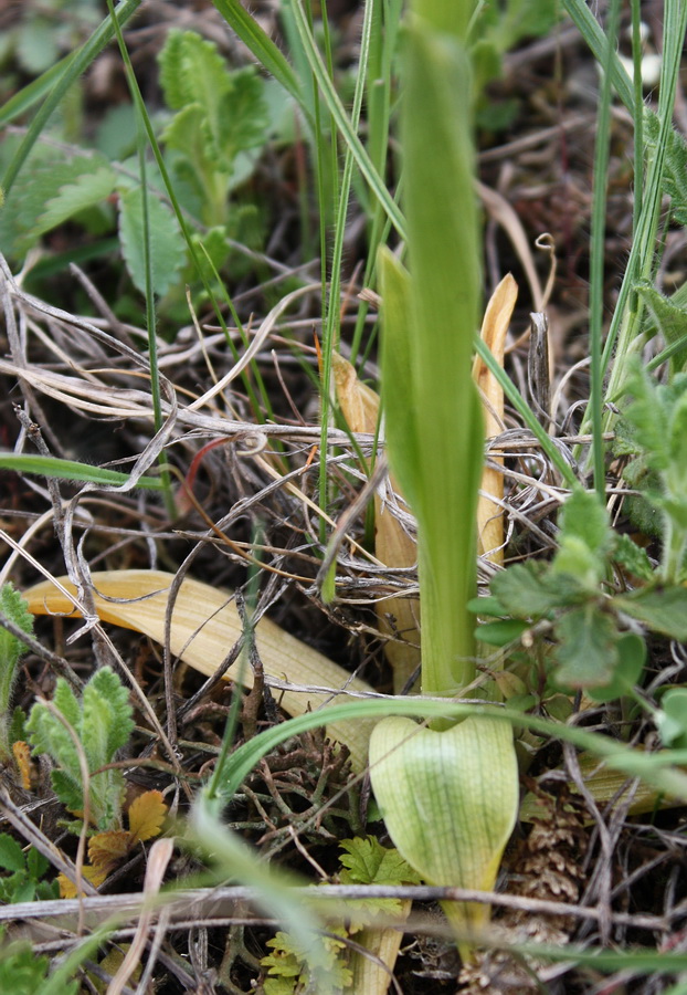 Image of Anacamptis morio ssp. caucasica specimen.