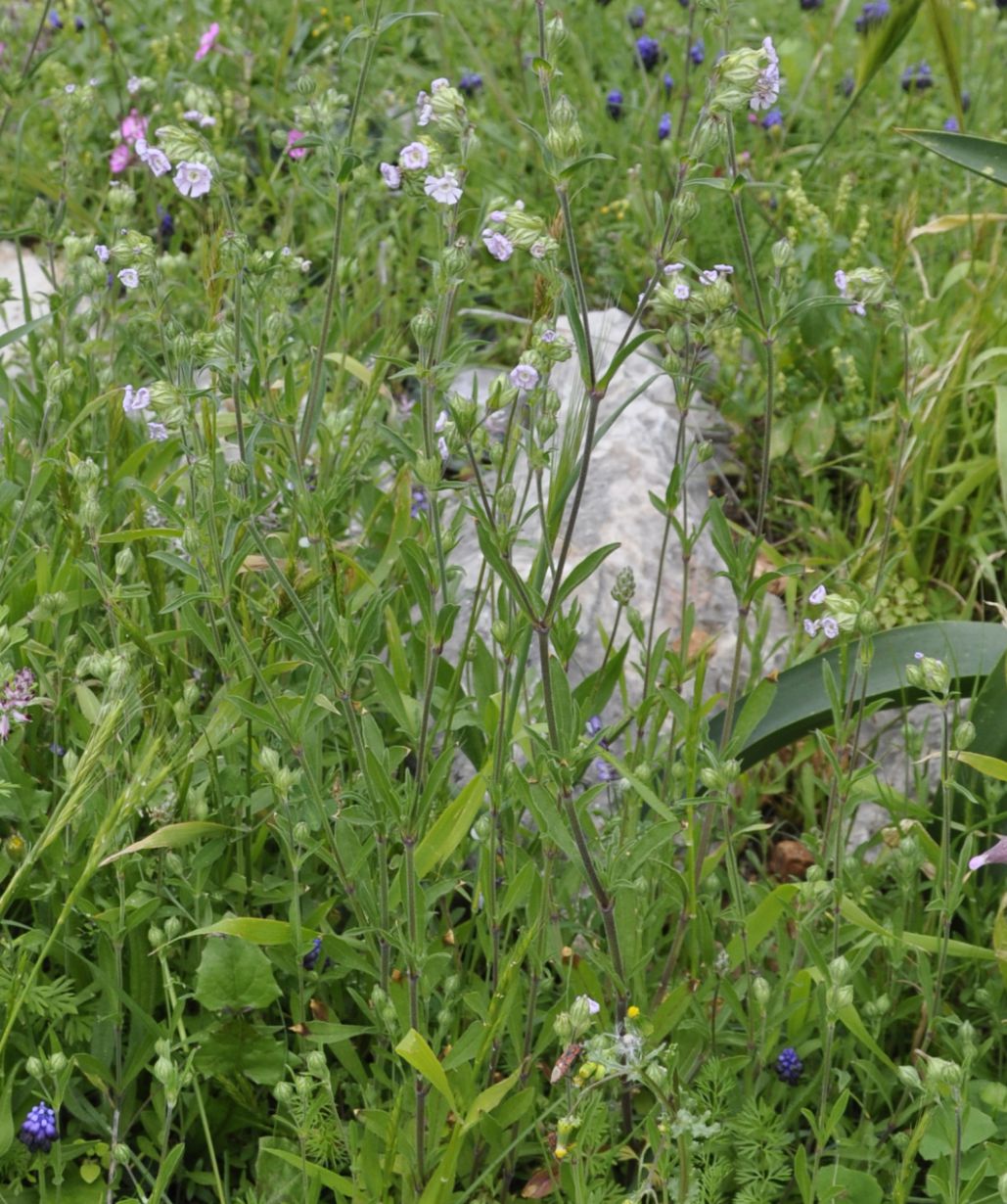 Image of Silene apetala specimen.