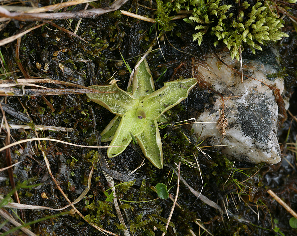 Изображение особи Pinguicula vulgaris.