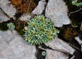 Saxifraga cartilaginea