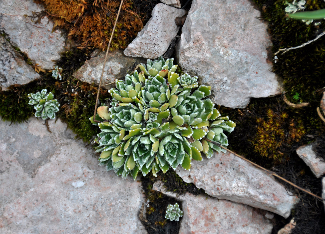 Image of Saxifraga cartilaginea specimen.