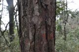Pinus thunbergii