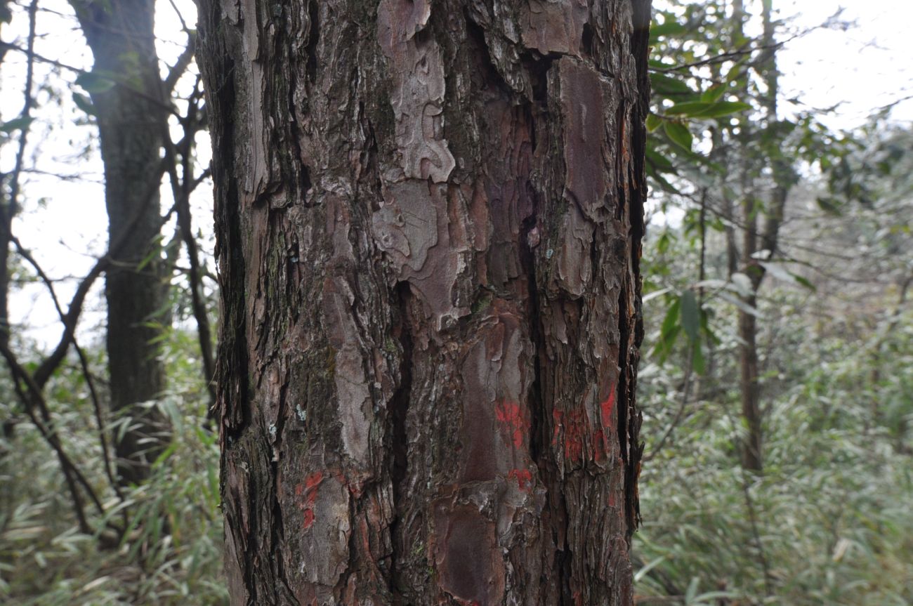 Изображение особи Pinus thunbergii.