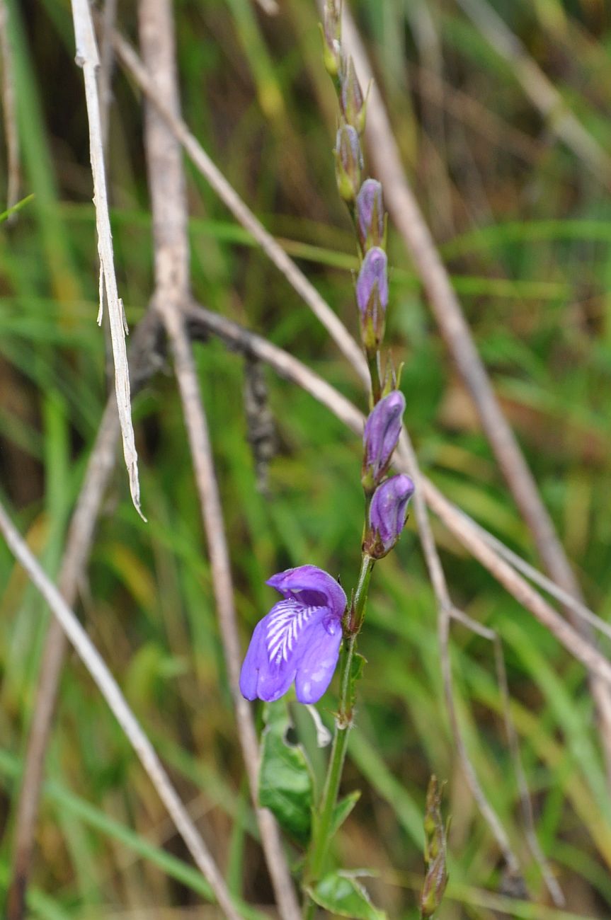 Image of Justicia alpina specimen.