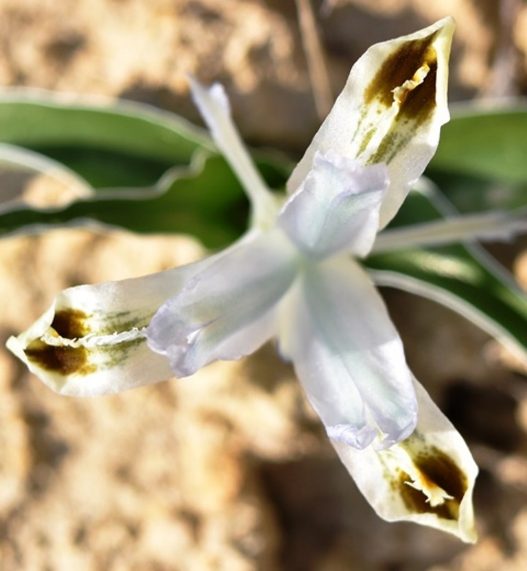 Image of Juno subdecolorata specimen.