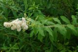 Spiraea alba. Верхушка побега с соцветием и кормящимся жуком-бронзовкой. Восточный Казахстан, г. Усть-Каменогорск, Архитектурно-ландшафтный музей-заповедник, в культуре. 25.06.2017.