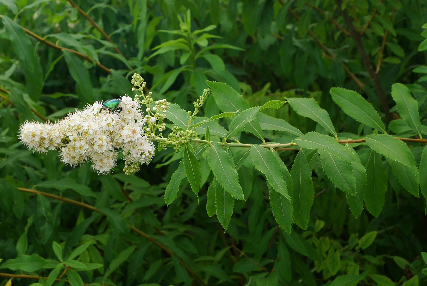 Image of Spiraea alba specimen.