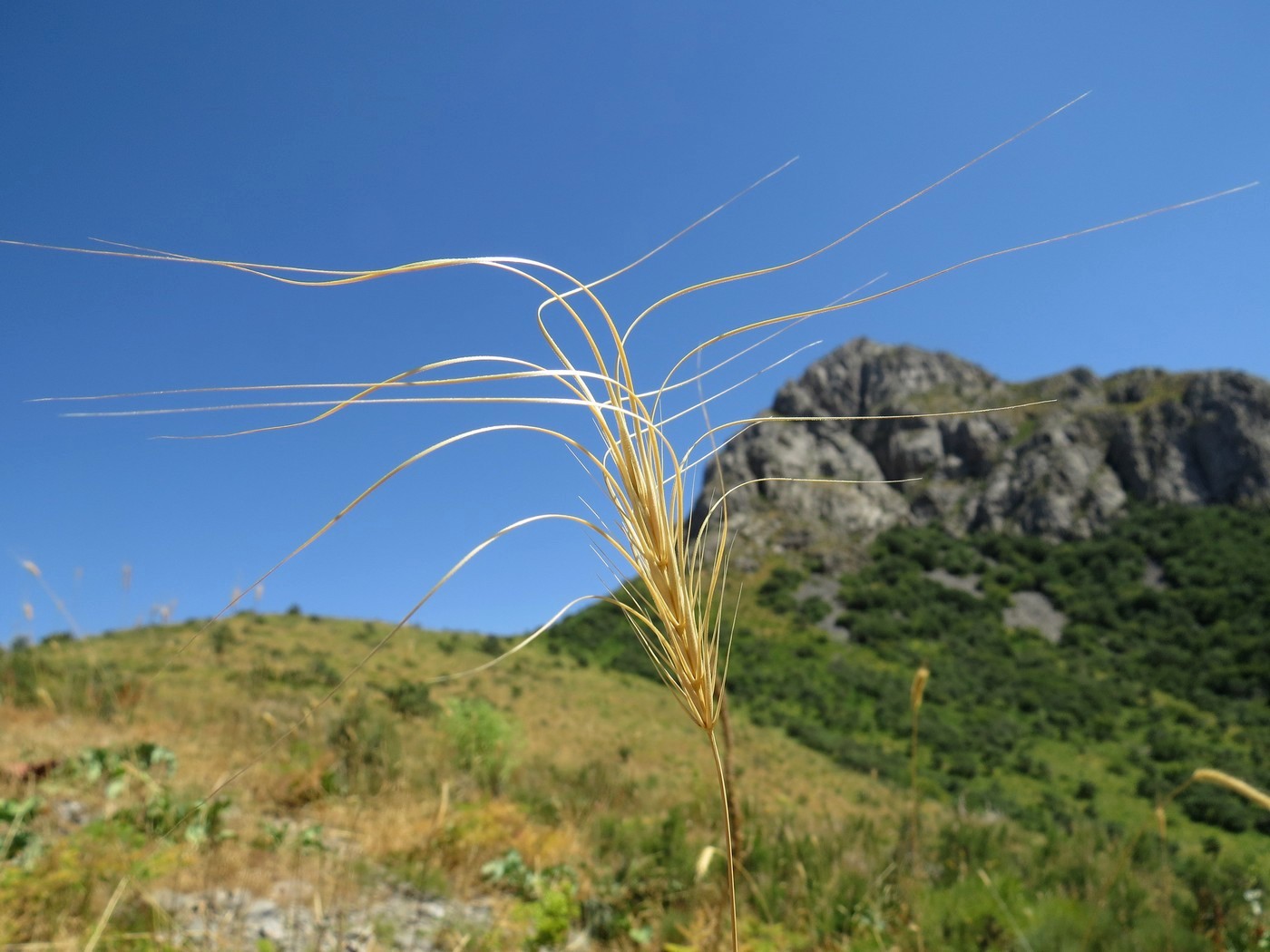 Изображение особи Taeniatherum crinitum.