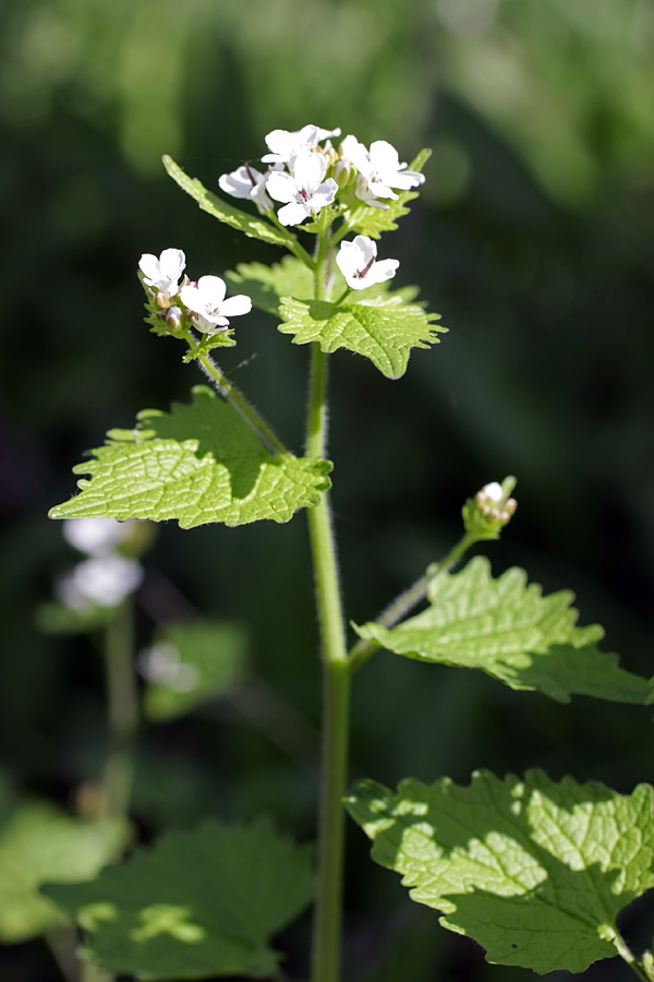 Image of Alliaria petiolata specimen.