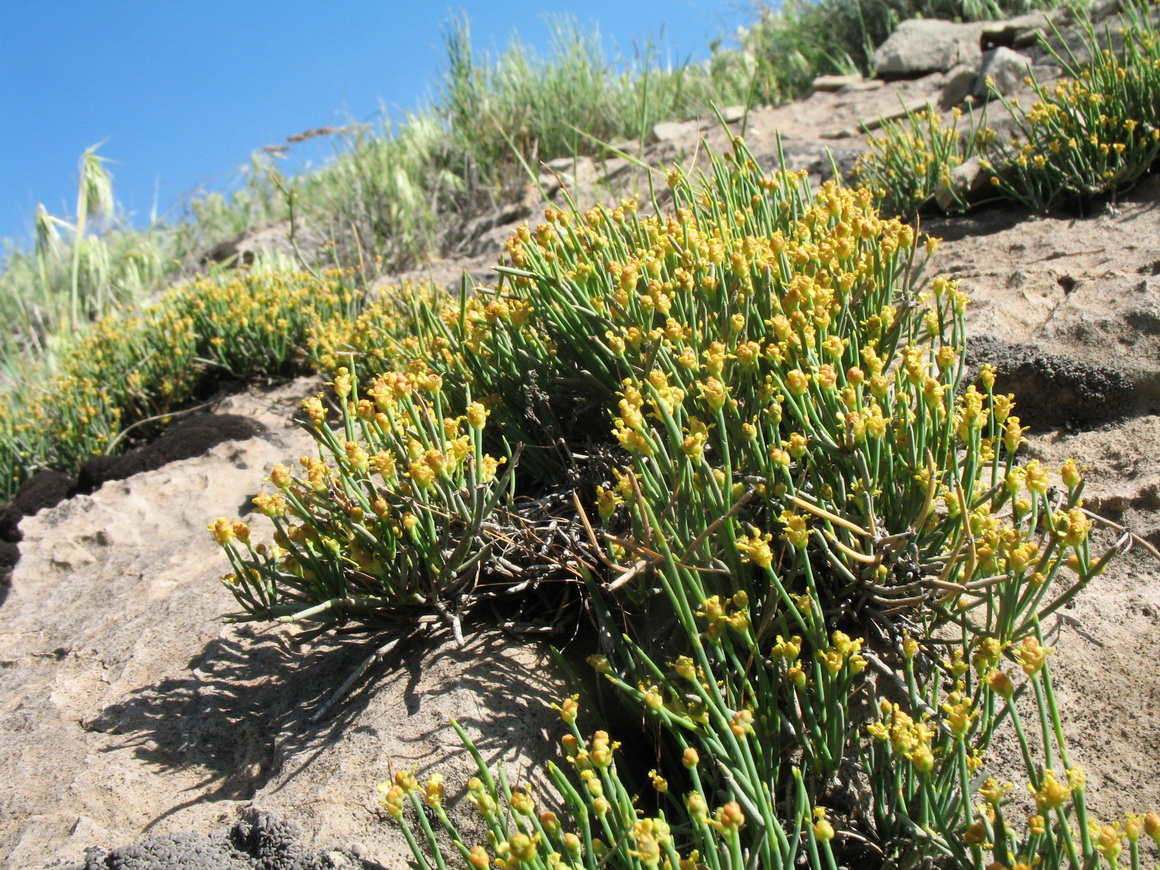 Изображение особи Ephedra regeliana.