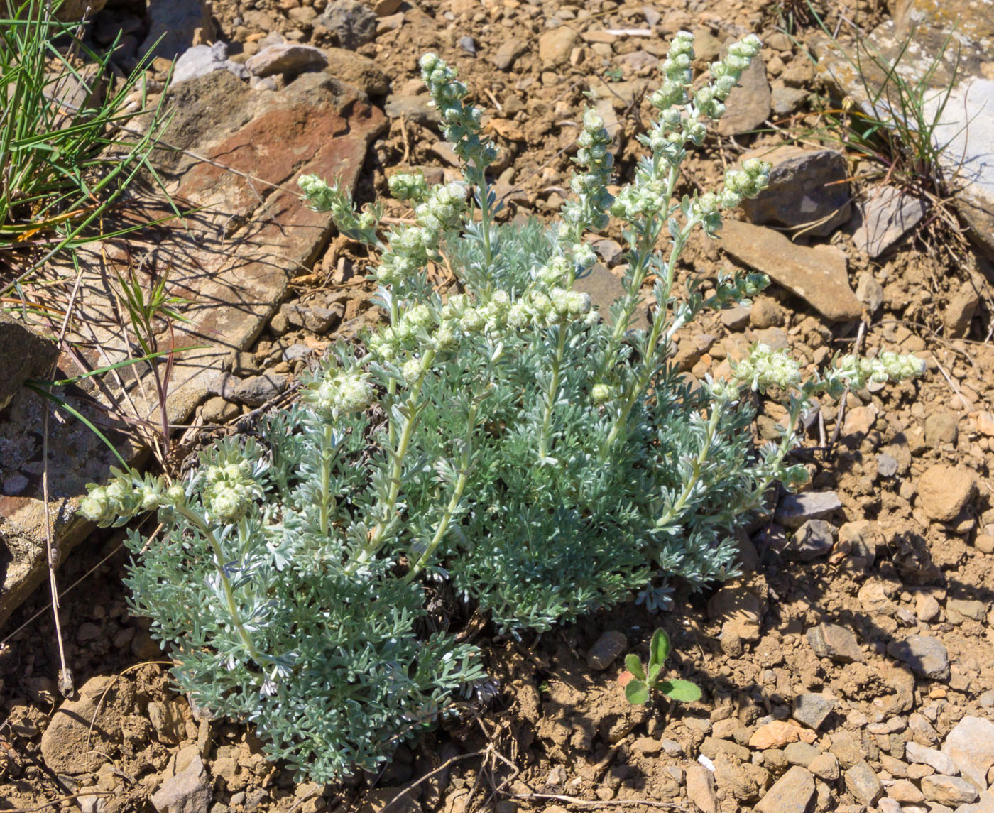 Изображение особи Artemisia caucasica.