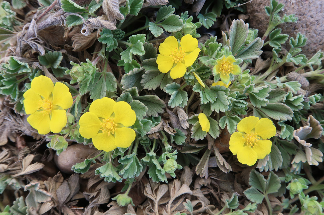 Image of Potentilla acaulis specimen.