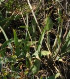 Iris glaucescens