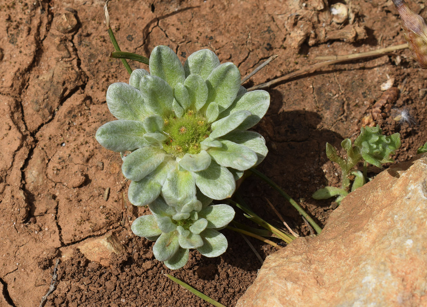 Изображение особи Filago pygmaea.