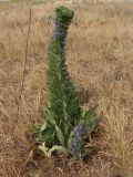 Echium vulgare. Цветущее растение (кристатная форма). Украина, г. Запорожье, восточная окраина, долина р. Мокрая Московка, степь. 17.06.2018.