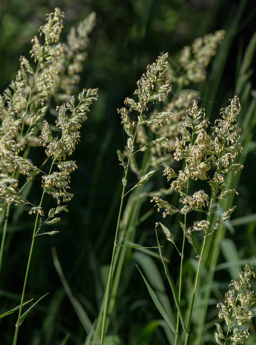 Изображение особи Phalaroides arundinacea.